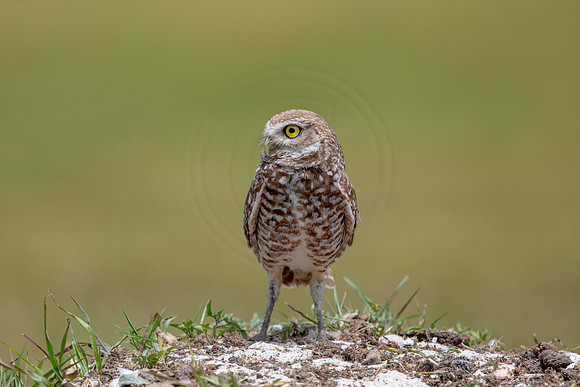 777 burrowing owl (6F3A1665) April 17, 2021
