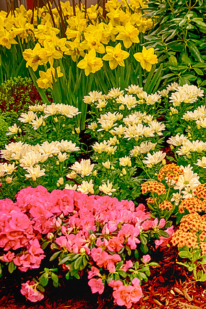 1 garden show (AF3A0656_HDR) March 3, 2021 copy 2