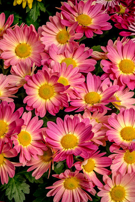 7 adams garden show (624A6718) March 3, 2017 copy 2