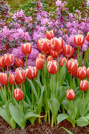 8 adams garden show poughkeepsie (624A5814) copy 2