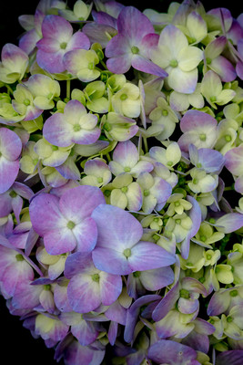 18 adams garden show (624A6838) March 3, 2017 copy 2