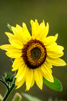 5 sunflower (624A8983) August 9, 2017 copy 2