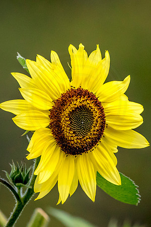 5 sunflower (624A8983) August 9, 2017 copy 2