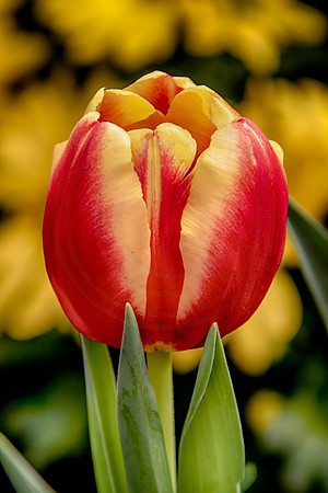 20 adams garden show poughkeepsie (624A5722) 2