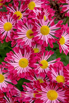 9 adams garden show (624A5892) March 14, 2020 copy 2