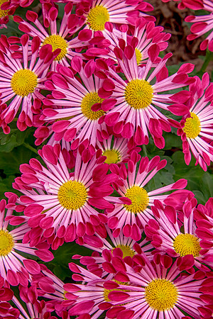9 adams garden show (624A5892) March 14, 2020 copy 2
