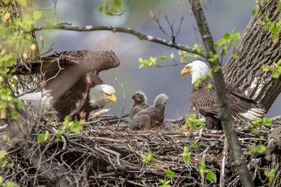 57 eagle nest (AF3A9225) April 19, 2019