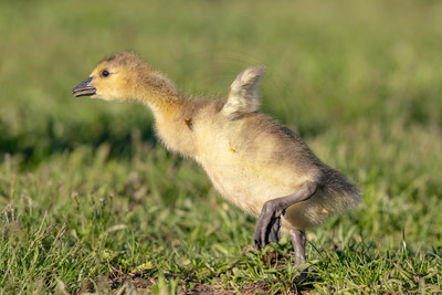 69 gosling (AF3A2606) May 11, 2019