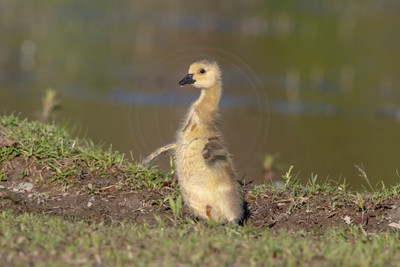 63 goose (AF3A2442) May 11, 2019