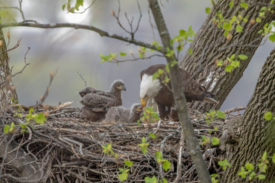 80 eagle nest (AF3A9289) April 21, 2019