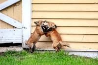 1 red foxes (AF3A2930) May 14, 2019