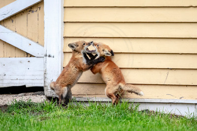 1 red foxes (AF3A2930) May 14, 2019