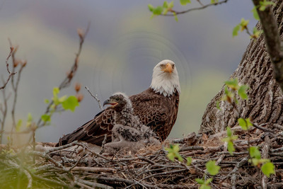 17 bald eagle (AF3A9999) April 21, 2019 copy
