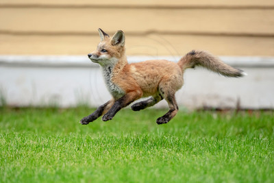 2 red foxes (AF3A3353) May 14, 2019