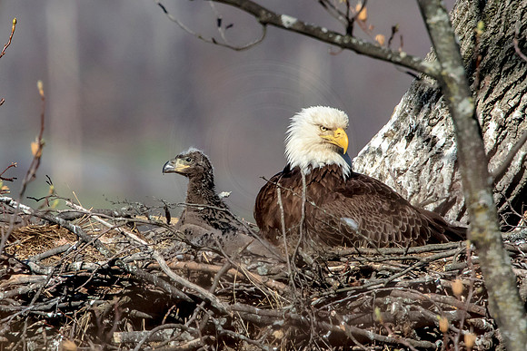 19 mama eagle and eaglets (624A0826) April 21, 2018 copy