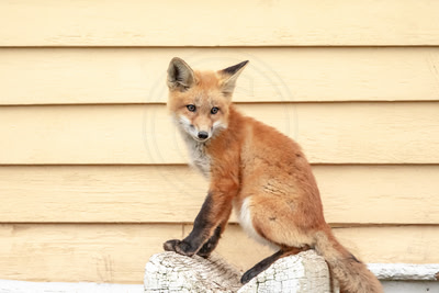 15 red foxes (AF3A2693) May 14, 2019