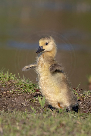64 gosling (AF3A2443) May 11, 2019 copy
