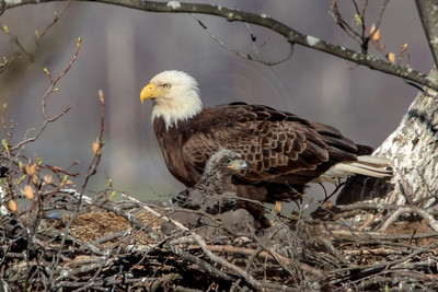 6 female eagle and eaglet (624A0533) April 21, 2018 copy