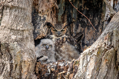 43 gho nest (AF3A8896) April 19, 2019
