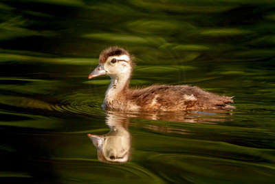 24 wood duckling (IMG_0994) June 11, 2017