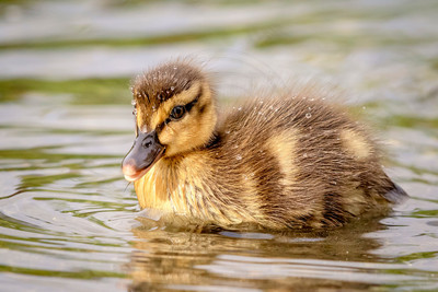 117 mallard duckling (624A8818) May 9, 2017