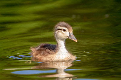 33 wood duckling (IMG_1010) June 11, 2017