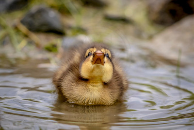 45 mallard duckling (624A8717) May 9, 2017