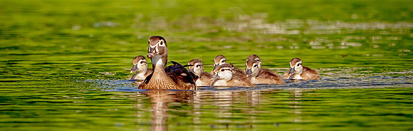 36 mama woody and her ducklings (IMG_1043) June 11, 2017 copy
