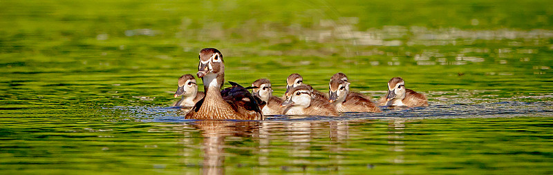 36 mama woody and her ducklings (IMG_1043) June 11, 2017 copy