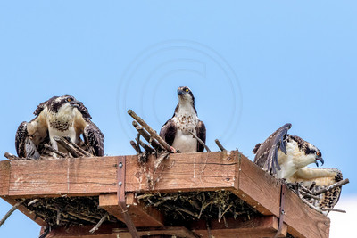 24 kings garden osprey (624A9363) August 9, 2017