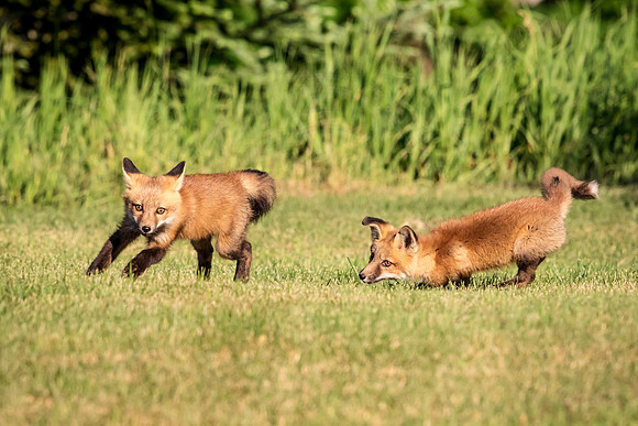 3 red fox kits (624A0388) June 16, 2018
