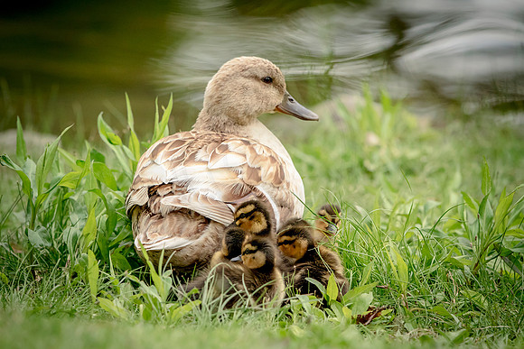 60 female mallard and ducklings (624A8347) May 9, 2017