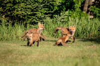5 red fox kits (624A0338) June 16, 2018