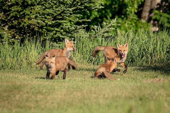 5 red fox kits (624A0338) June 16, 2018
