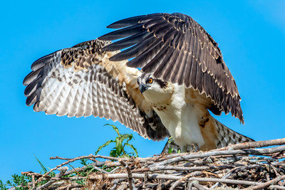 13 osprey kid (624A7848) August 6, 2017