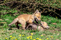 1 fox kits playing (624A1708) April 21, 2018