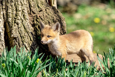 10 fox kit (624A1656) April 21, 2018