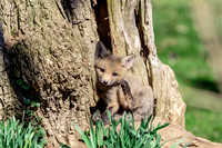 3 fox kits playing (624A1773) April 21, 2018