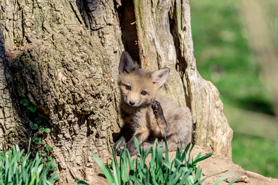 3 fox kits playing (624A1773) April 21, 2018