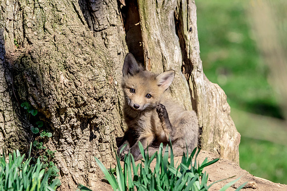3 fox kits playing (624A1773) April 21, 2018