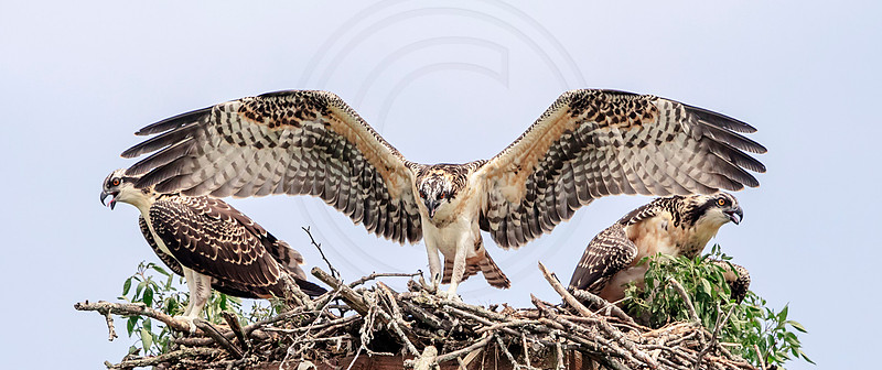 18 osprey kids (AF3A0961) July 21, 2019 copy