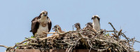 3 osprey family portrait (AF3A8636) June 15, 2019 copy