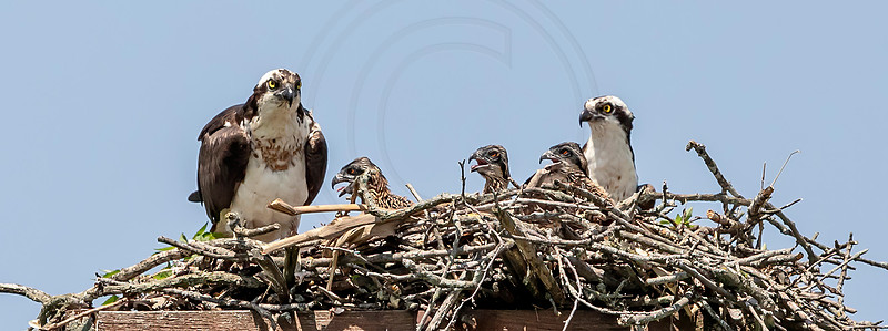 3 osprey family portrait (AF3A8636) June 15, 2019 copy