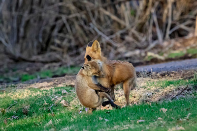 8 mama fox (624A1897) April 21, 2018