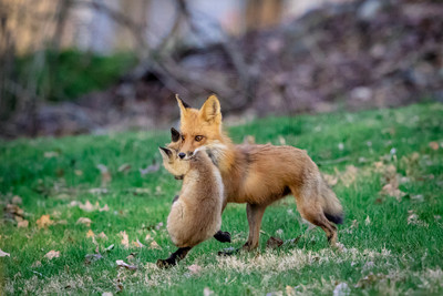 7 mama fox (624A1891) April 21, 2018