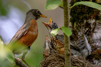 1 robin family (AF3A0048) July 7, 2020