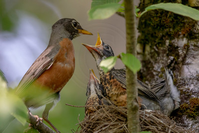 1 robin family (AF3A0048) July 7, 2020