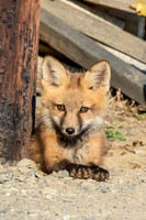 7 red fox kit (624A9613) June 15, 2018 copy