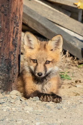 7 red fox kit (624A9613) June 15, 2018 copy