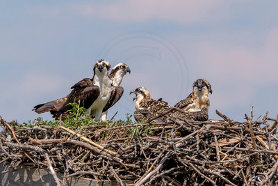 29 male osprey (AF3A7659) July 2, 2019 copy